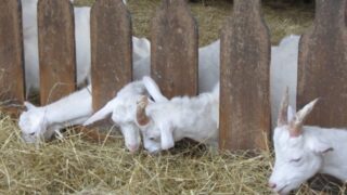 ヤギの小屋について