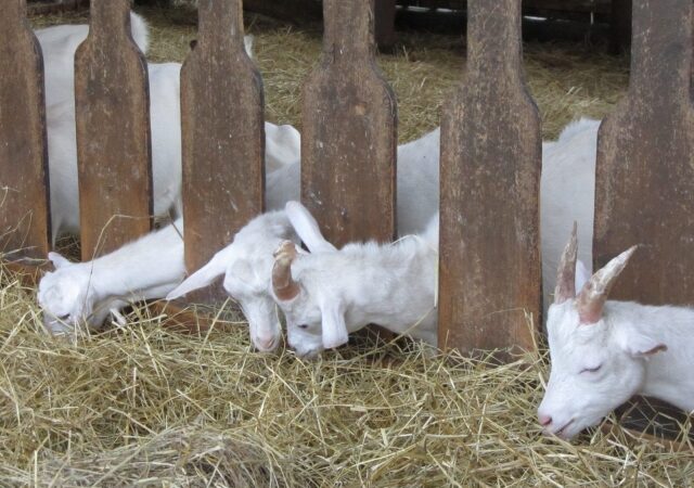 ヤギの小屋について