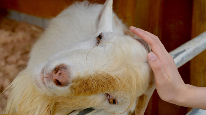 ヤギ写真「かわいい顔　パート１」 
